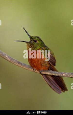 Chestnut-breasted Coronet (Boissonneaua matthewsii) perched on a branch at Guango Lodge in Ecuador. Stock Photo