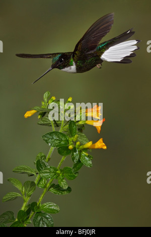 A Collared Inca Hummingbird (Coeligena torquata) feeding at a flower while flying in the Tandayapa Valley of Ecuador. Stock Photo