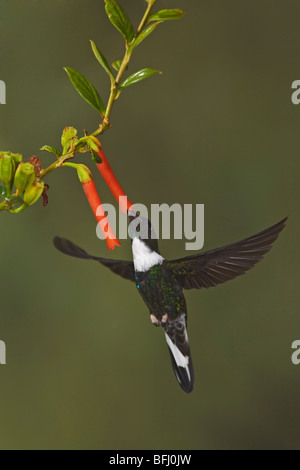 A Collared Inca Hummingbird (Coeligena torquata) feeding at a flower while flying in the Tandayapa Valley of Ecuador. Stock Photo