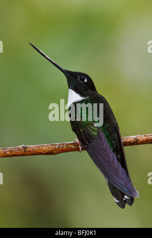 Collared Inca Hummingbird (Coeligena torquata) perched on a branch at the Tapichalaca reserve in southeast Ecuador. Stock Photo