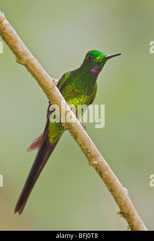 Empress Brilliant (Heliodoxa imperatrix) perched on a branch at the Mindo Loma  reserve in northwest Ecuador. Stock Photo