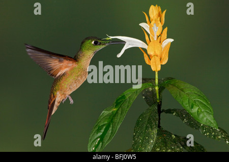 Fawn-breasted Brilliant (Heliodoxa rubinoides) feeding at a flower while flying in the Tandayapa Valley of Ecuador. Stock Photo