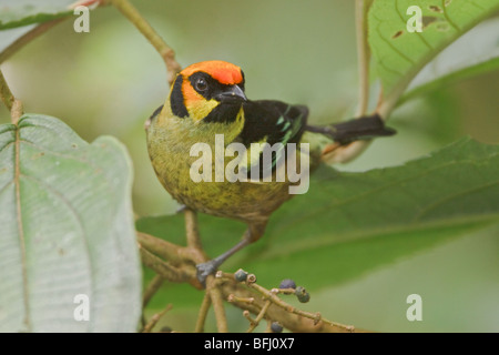 Flame-faced Tanager (Tangara parzudakii) perched on a branch at the Mindo Loma  reserve in northwest Ecuador. Stock Photo