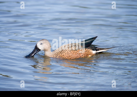 Argentine Red Shoveler (Anas platalea). Male or drake. Southern South America. Stock Photo