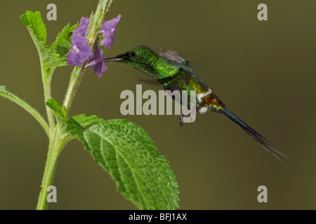 Green Thorntail (Popelairia langsdorffi) feeding at a flower while flying in the Milpe reserve in northwest Ecuador. Stock Photo