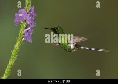 Green Thorntail (Popelairia langsdorffi) feeding at a flower while flying in the Milpe reserve in northwest Ecuador. Stock Photo