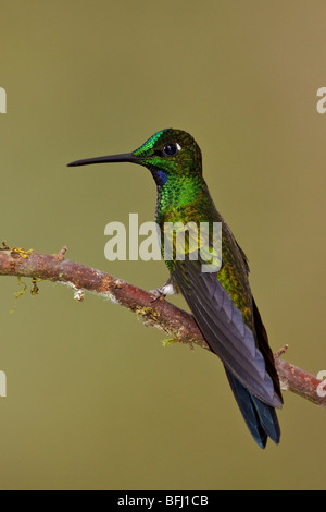 Green-crowned Brilliant (Heliodoxa jacula) perched on a branch in the Tandayapa Valley of Ecuador. Stock Photo