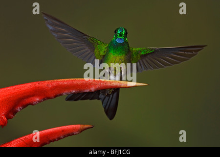 Green-crowned Brilliant (Heliodoxa jacula) feeding at a flower while flying in the Milpe reserve in northwest Ecuador. Stock Photo