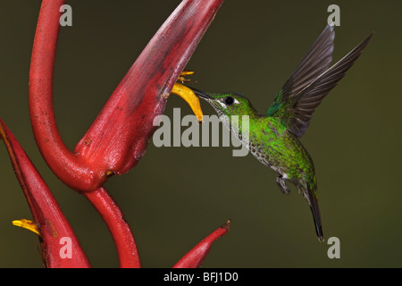 Green-crowned Brilliant (Heliodoxa jacula) feeding at a flower while flying in the Milpe reserve in northwest Ecuador. Stock Photo