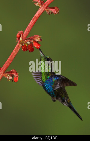 Green-crowned Woodnymph (Thalurania fannyi) feeding at a flower while flying in the Milpe reserve in northwest Ecuador. Stock Photo