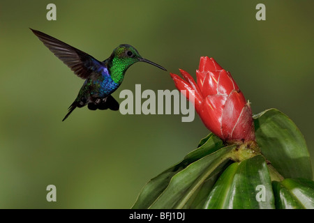 Green-crowned Woodnymph (Thalurania fannyi) feeding at a flower while flying in the Milpe reserve in northwest Ecuador. Stock Photo