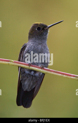 Hoary Puffleg (Haplophaedia lugens) perched on a branch at the Mindo Loma  reserve in northwest Ecuador. Stock Photo