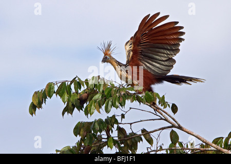 Hoatzin (Opisthocomus hoazin) perched on a branch near the Napo River in Amazonian Ecuador. Stock Photo