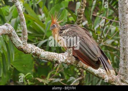 Hoatzin (Opisthocomus hoazin) perched on a branch near the Napo River in Amazonian Ecuador. Stock Photo