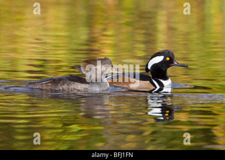 Hooded Merganser (Lophodytes cucullatus) swimming on a pond in Victoria, BC, Canada. Stock Photo