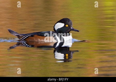 Hooded Merganser (Lophodytes cucullatus) swimming on a pond in Victoria, BC, Canada. Stock Photo