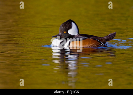 Hooded Merganser (Lophodytes cucullatus) swimming on a pond in Victoria, BC, Canada. Stock Photo