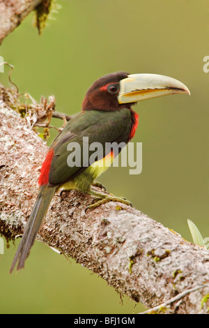 Ivory-billed Aracari (Pteroglossus azara) perched on a branch near the Napo River in Amazonian Ecuador. Stock Photo