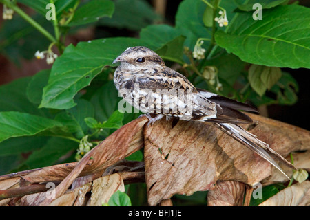 Ladder-tailed Nightjar (Hydropsalis climacocerca) perched on a branch near the Napo River in Amazonian Ecuador. Stock Photo