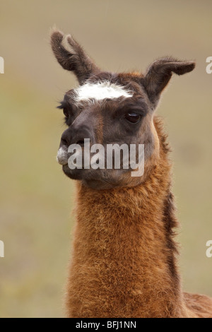 Portrait of a Llama in the Ecuadorian highlands. Stock Photo