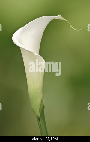 A flower in Ecuador Stock Photo - Alamy