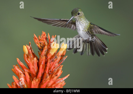 Many-spotted Hummingbird (Taphrospilus hypostictus) feeding at a flower while flying. Wildsumaco reserve in eastern Ecuador.