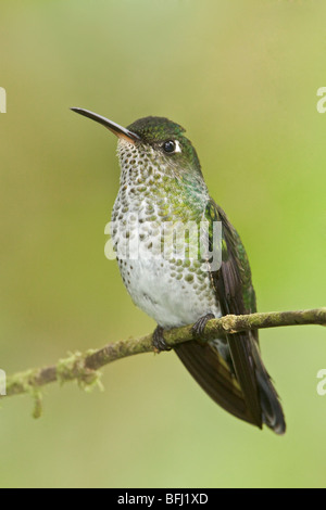 Many-spotted Hummingbird (Taphrospilus hypostictus) perched on a branch at the Wildsumaco reserve in eastern Ecuador.