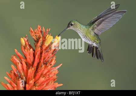 Many-spotted Hummingbird (Taphrospilus hypostictus) feeding at a flower while flying. Wildsumaco reserve in eastern Ecuador. Many-spotted Hummingbird (Taphrospilus hypostictus) feeding at a flower while flying. Wildsumaco reserve in eastern Ecuador.