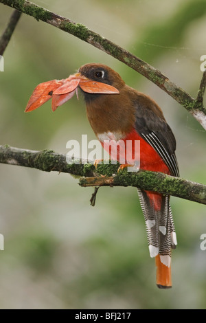 Masked Trogon (Trogon personatus assimilis) perched on a branch eating a large moth in the Tandayapa Valley of Ecuador. Stock Photo