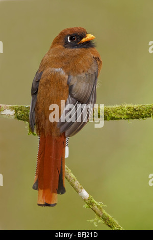 Masked Trogon (Trogon personatus assimilis) perched on a branch in the Tandayapa Valley of Ecuador. Stock Photo