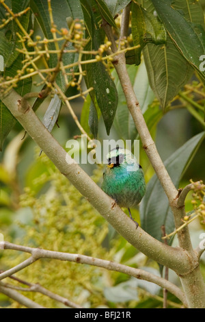 Black-capped Tanager (Tangara heinei) perched on a branch in the Tandayapa Valley of Ecuador. Stock Photo