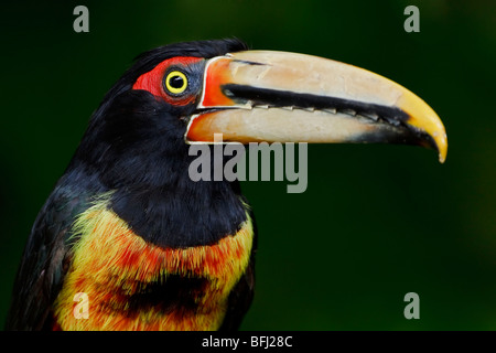 Pale-mandibled Aracari (Pteroglossus erythropygius) perched on a branch in the Milpe reserve in northwest Ecuador. Stock Photo