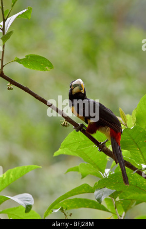 Pale-mandibled Aracari (Pteroglossus erythropygius) perched on a branch at Buenaventura Lodge in southwest Ecuador. Stock Photo