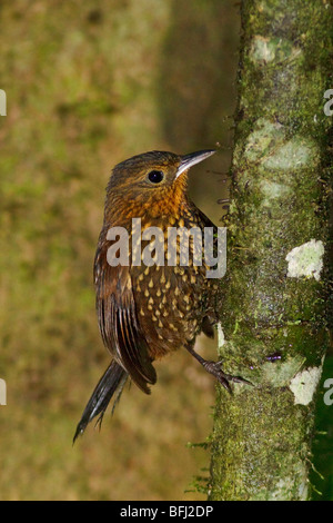 A Pearled Treerunner (Margarornis squamiger) perched on a branch in the Tandayapa Valley of Ecuador. Stock Photo