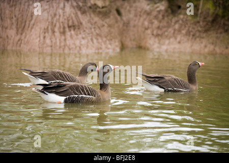 Lesser White-fronted Geese (Anser erythropus). Swimming. Stock Photo