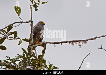 Roadside Hawk (Buteo magnirostris) perched on a branch in the Milpe reserve in northwest Ecuador. Stock Photo