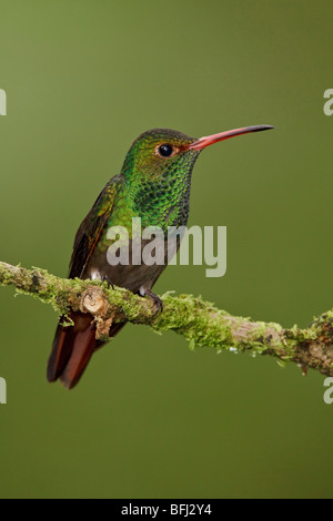 Rufous-tailed Hummingbird (Amazilia tzacatl) perched on a branch in the Milpe reserve in northwest Ecuador. Stock Photo