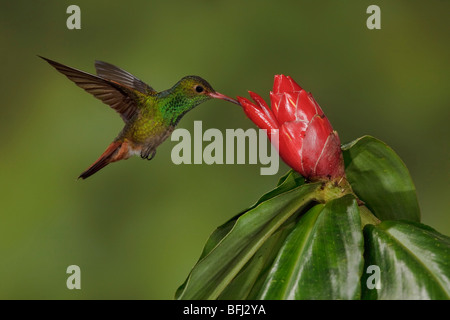 Rufous-tailed Hummingbird (Amazilia tzacatl) feeding at a flower while flying in the Milpe reserve in northwest Ecuador. Stock Photo