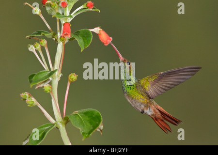 Rufous-tailed Hummingbird (Amazilia tzacatl) feeding at a flower while flying at Bueneventura Lodge in southwest Ecuador. Stock Photo