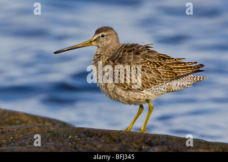 Short-billed Dowitcher (Limnodromus griseus) perched on a rock in Victoria, BC, Canada. Stock Photo