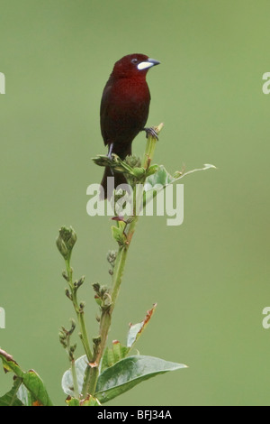 Silver-beaked Tanager (Ramphocelus carbo) perched on a branch near Podocarpus National Park in southeast Ecuador. Stock Photo