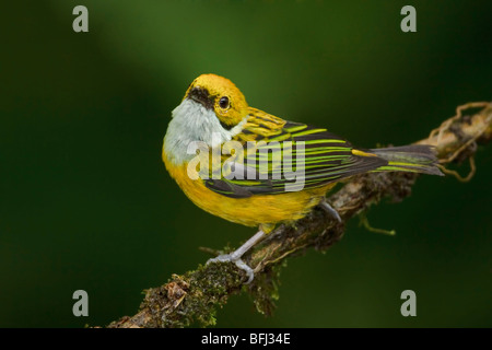 Silver-throated Tanager (Tangara icterocephala) perched on a branch in the Milpe reserve in northwest Ecuador. Stock Photo