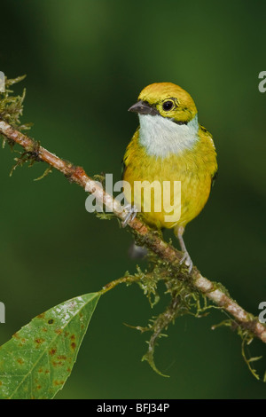 Silver-throated Tanager (Tangara icterocephala) perched on a branch in the Milpe reserve in northwest Ecuador. Stock Photo