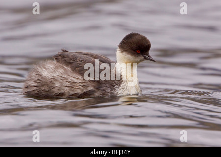 Silvery Grebe (Podiceps occipitalis) swimming in a lake in the highlands of Ecuador. Stock Photo