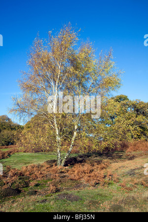 Silver birch tree autumn heathland vegetation Shottisham Suffolk Sandlings, Suffolk, England Stock Photo