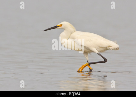 Snowy Egret (Egretta thula) feeding in a mudflat on the coast of Ecuador. Stock Photo