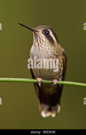 Speckled Hummingbird (Adelomyia melanogenys) perched on a branch in the Tandayapa Valley of Ecuador. Stock Photo