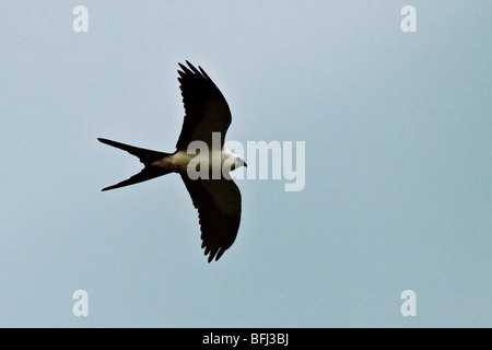 Swallow-tailed Kite (Elanoides forficatus) flying overhead in the Tandayapa Valley in northwest Ecuador. Stock Photo