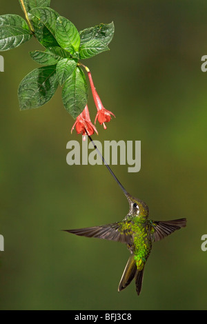 Sword-billed Hummingbird (Ensifera ensifera) feeding at a flower while flying at Guango Lodge in Ecuador. Stock Photo