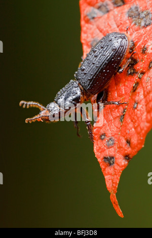 A beetle on a leaf in the Tandayapa Valley of Ecuador Stock Photo - Alamy